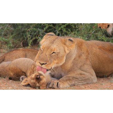 Állatok és kicsinyeik - Diafilm